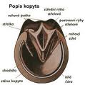 kopyto a jeho popis
